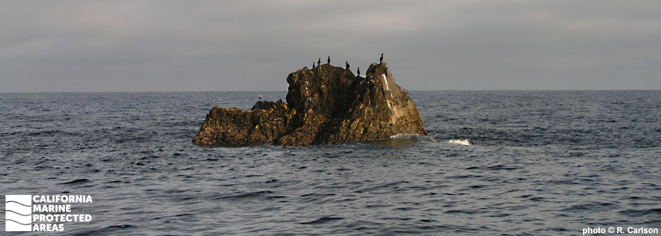 birds on large rock rising above ocean surface